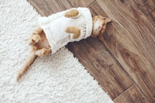 Jaki dywan do domu z kotem lub psem?