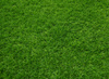 Sztuczna Trawa Haiti Soczysta Zieleń szerokość 2,5 m