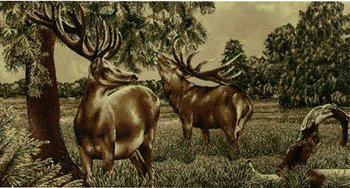 Makata jelenie oliwka