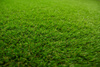 Sztuczna Trawa All Star Zieleń szerokość 1,5 m